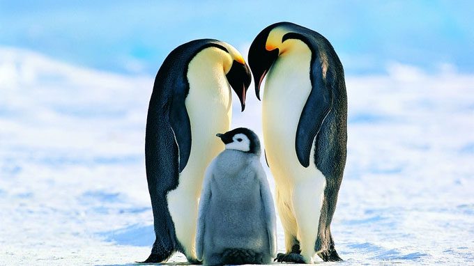 Emperor penguins added to the list of threatened species.
