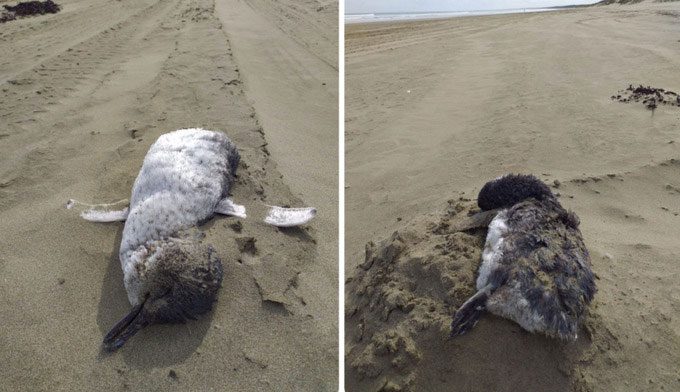 Korora penguins are listed as 'endangered, declining' by DoC.