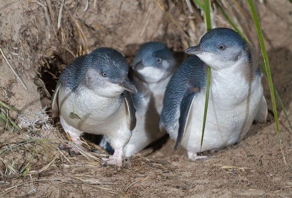Korora is the smallest penguin species in the world.