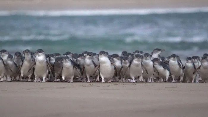 This year, the penguins had to gather more along the coastline rather than searching for food far away.