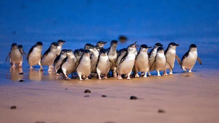 Approximately 5,200 small penguins, measuring up to just 40 cm, cross the beach.