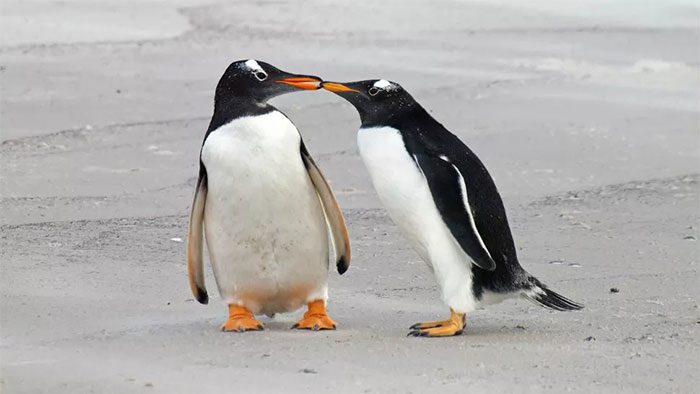 Penguins are long believed to be the most loyal animals
