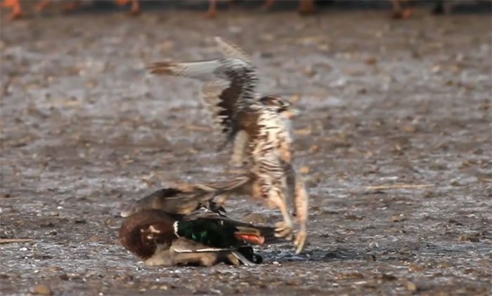 Close-up of the predatory bird's claws gripping the unfortunate duck's head and tearing it apart.
