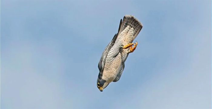 The prairie falcon performing a dive from the sky.