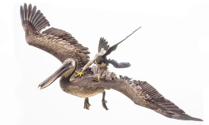 Peregrine falcon lands on the back of the pelican, forcing it away from the nest.