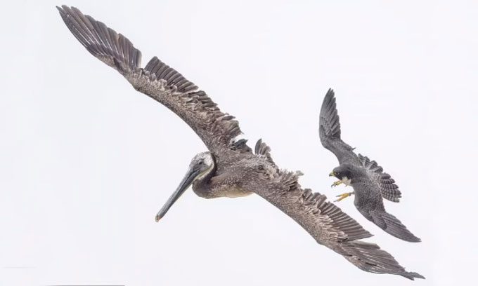 Peregrine falcon approaches to chase away a brown pelican.