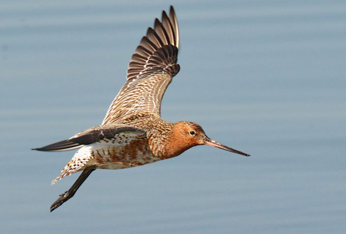 The bar-tailed godwit is a wading bird belonging to the family Scolopacidae.