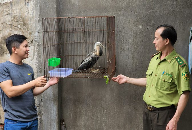 The Anhinga bird that Mr. Vo Thanh Long voluntarily handed over to the Ho Chi Minh City Forest Protection Department