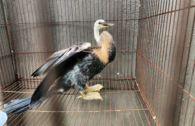 The Anhinga bird that Mr. Vo Thanh Long voluntarily handed over to the Ho Chi Minh City Forest Protection Department