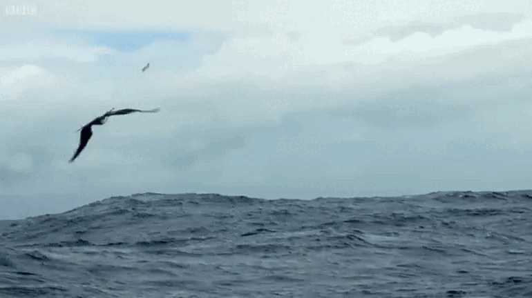 However, if they "fly" too high, they easily fall into the "sights" of the seabird.