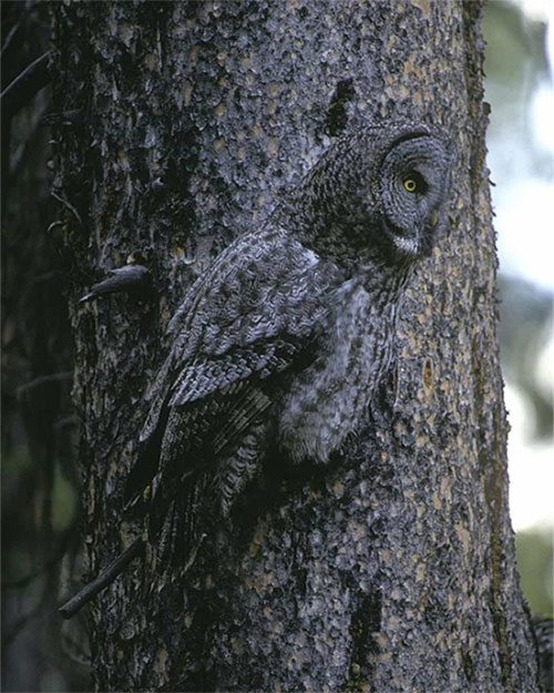 A majestic owl perched on a branch.