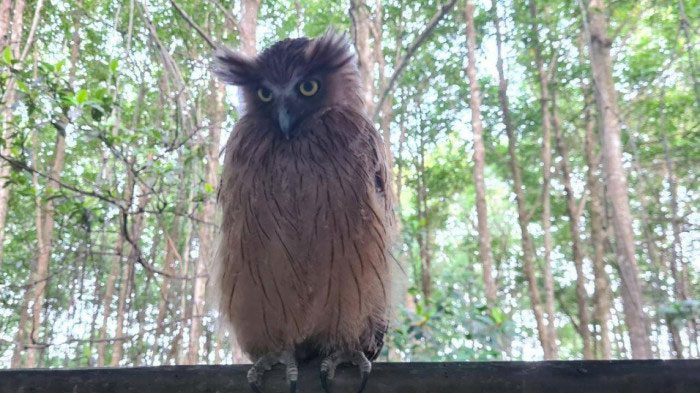 The fish owl, a rare bird species, appears in Ca Mau Cape National Park.