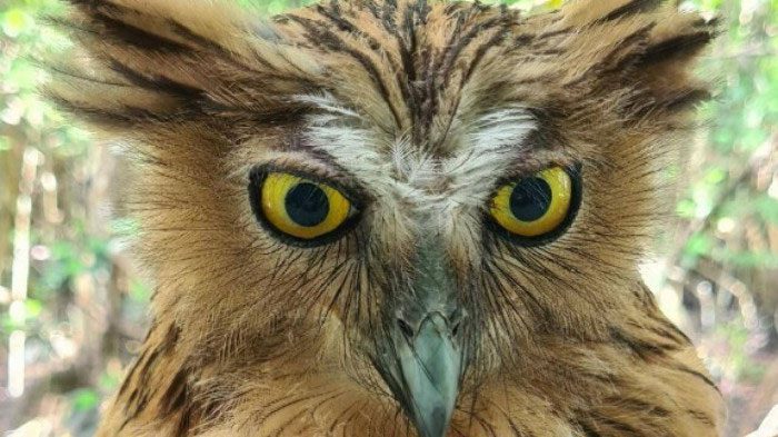 The fish owl has a fierce expression.