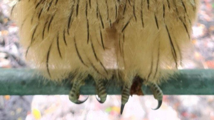 The fish owl has sharp talons.