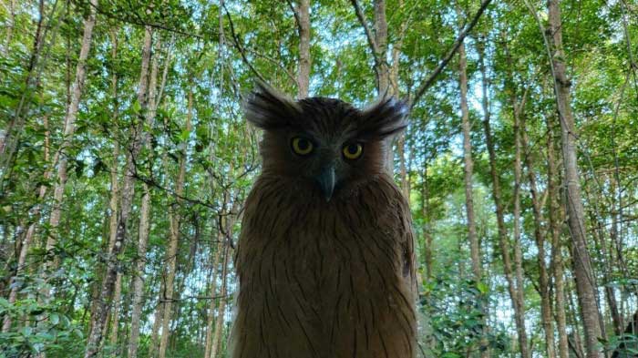 Fish owl returns to Ca Mau Cape National Park.