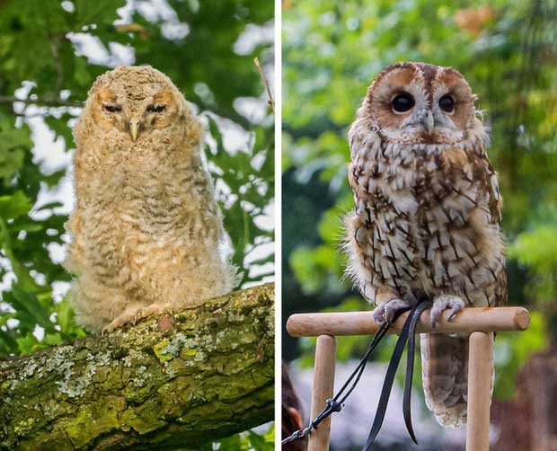 Tawny Owls Changing Color to Adapt to Warmer Climates