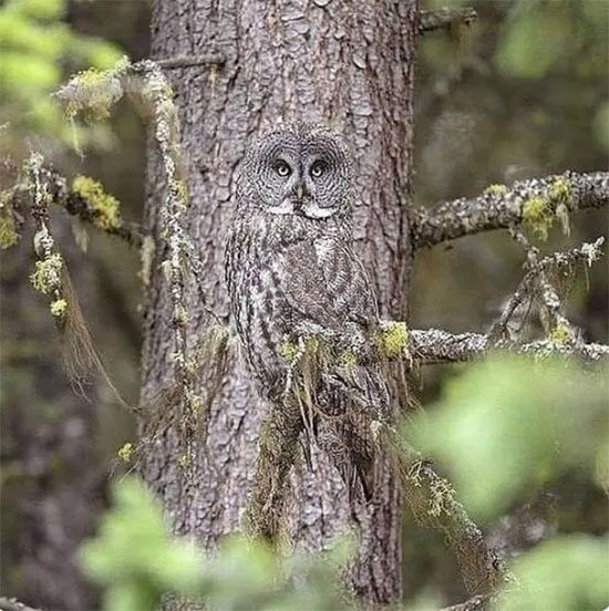 An owl blending into the color of tree bark.