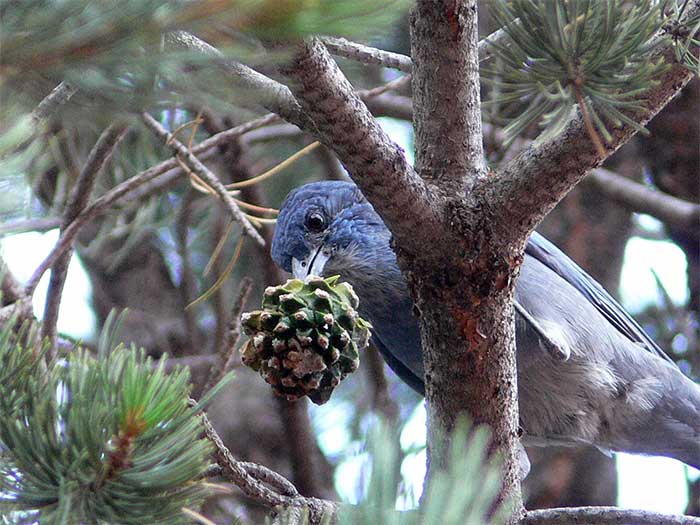 This beautiful bird is at great risk due to wildfire prevention efforts.