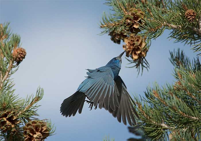 The blue bird holds a pine cone and extracts seeds with its long, curved beak.