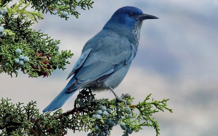 Pinyon Jay