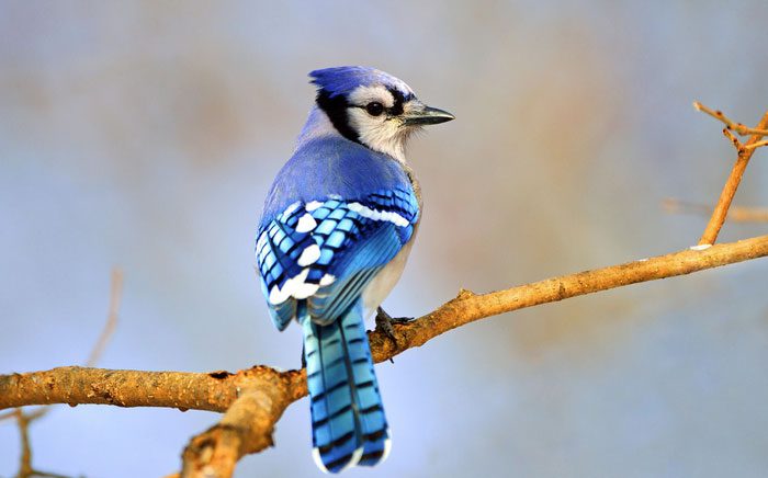Jays also demonstrate self-control.