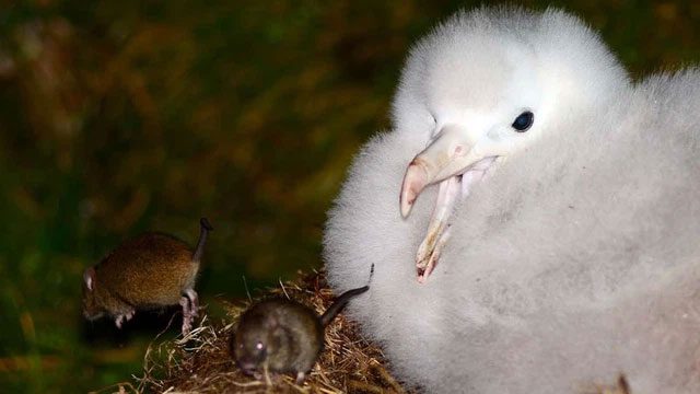 The goal of these rats is to kill and eat the brains of the chicks.