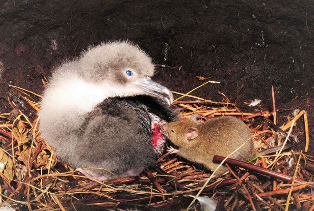 With no natural enemies, house rats thrive.