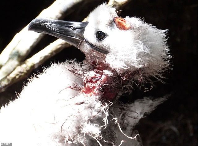 Rat attacks on adult birds could devastate the chances of survival for the bird population.