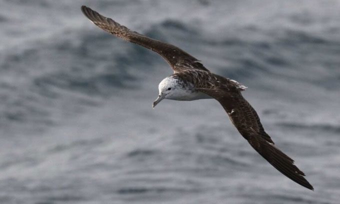 White-faced shearwaters have a unique storm-evading strategy.