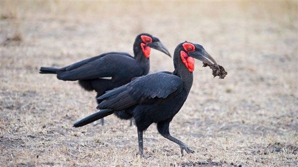 Southern Ground Hornbill
