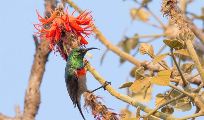 One of many species of nectar-feeding birds in East Africa studied