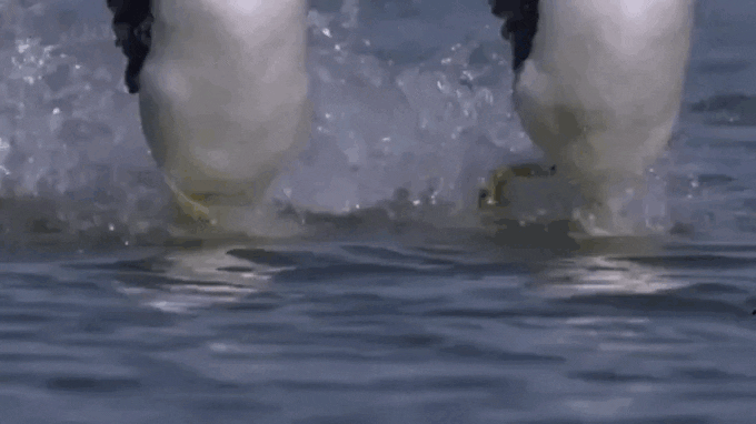 Slow-motion image showing the unique movement of this bird.