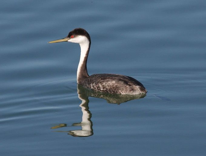 A Western Grebe swimming on the lake.