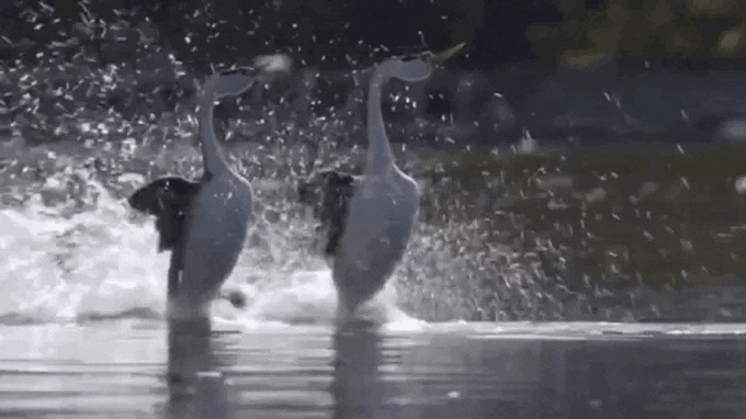 The Western Grebe running on water