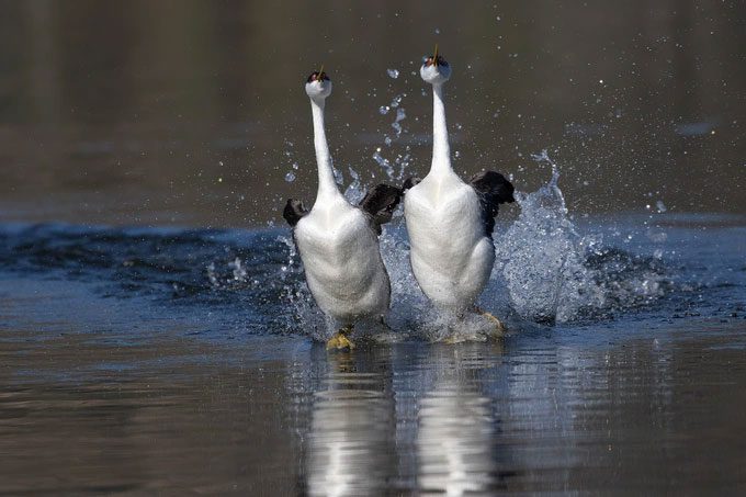 The Western Grebe is the only bird capable of running on water.