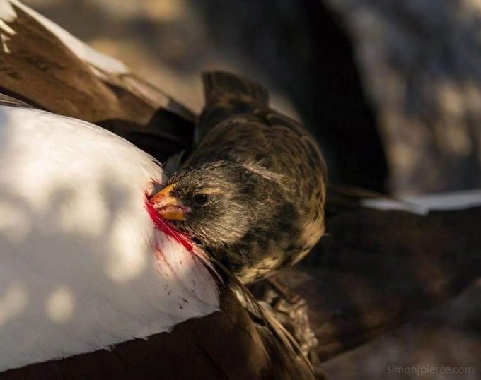 The small bird drinks the victim's blood to death through a hole in its body