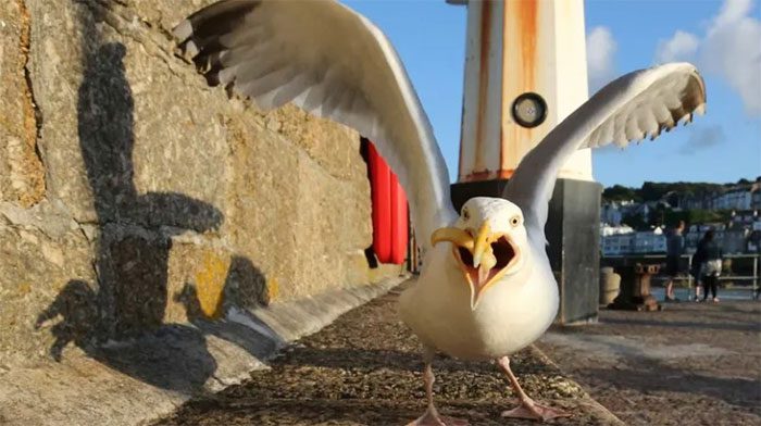 Seagulls are said to be increasingly "aggressive and troublesome" for tourists