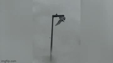 Seagull trapped and trying to free itself in despair.