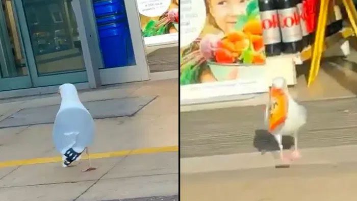 The seagull stole a bag of chips.