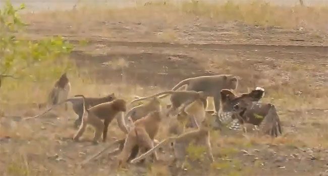 The monkeys approach, surrounding the fish eagle.