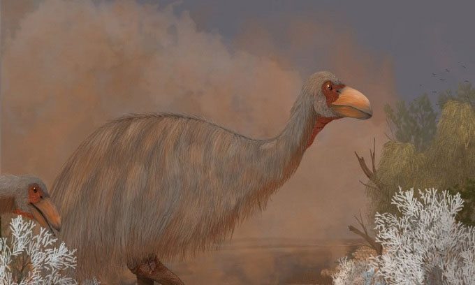 Reconstruction of the ancient thunderbird.