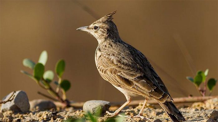 Eurasian skylarks typically nest on the ground