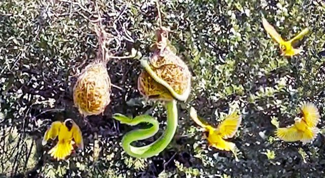 The nest defense battle between weaver birds and the boomslang snake.
