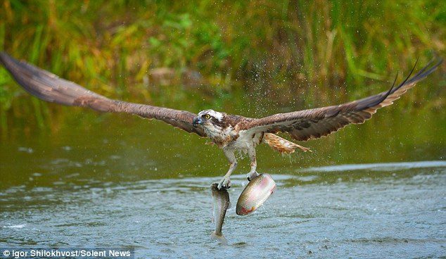 The sea eagle is adapted to catching prey moving beneath the water's surface.
