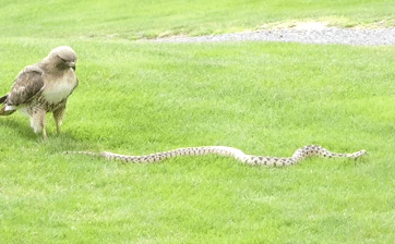 Red-tailed hawk confronts Pacific gopher snake.