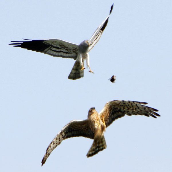 The fastest flying animal in nature is the peregrine falcon (Falco peregrinus).