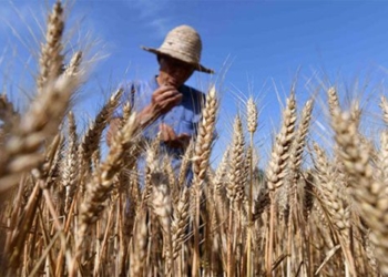 china corrects gene to create disease resistant rice 118850