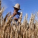 china corrects gene to create disease resistant rice 118850