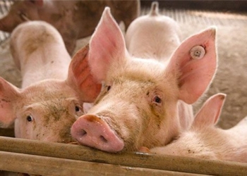 china creates large genetically modified pigs with immune ability to aids like virus 123659