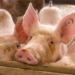 china creates large genetically modified pigs with immune ability to aids like virus 123659